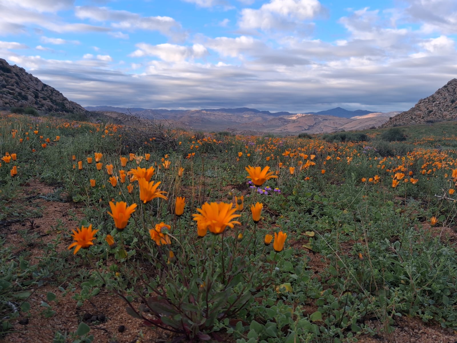 Orange wildflower valley under a blue sky at Paardekraal Kliphuis