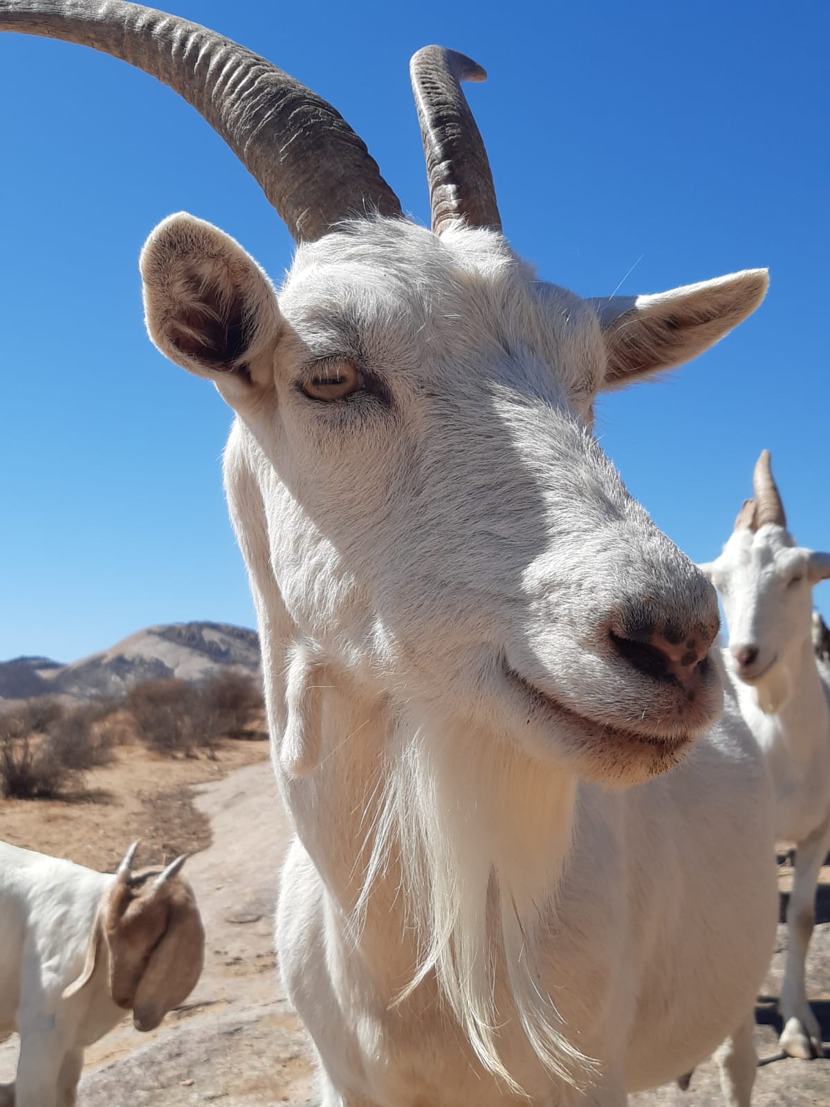 A goat on the farm